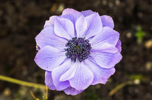 Free Flower Flower Wallpaper photo and picture
