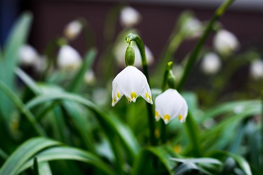 Free Flower Flower Background photo and picture
