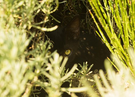 Free Hidden Cat photo and picture
