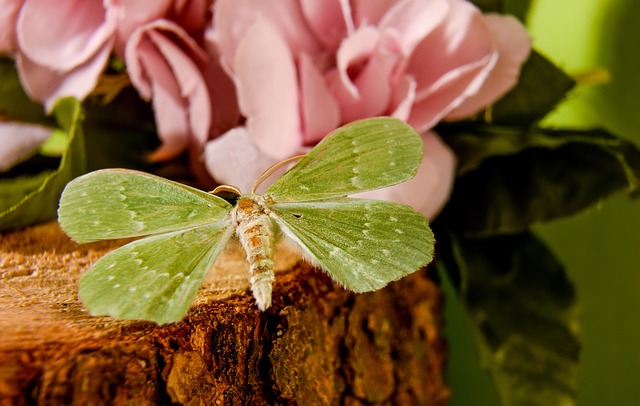 Free Nature Beautiful Flowers photo and picture