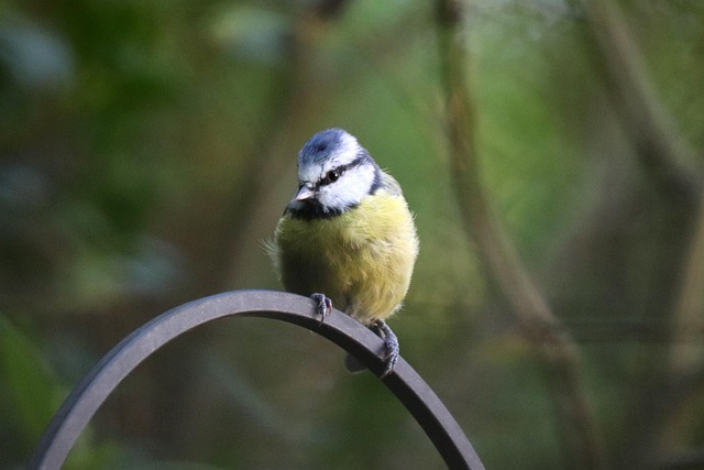 Free Blue Yellow photo and picture