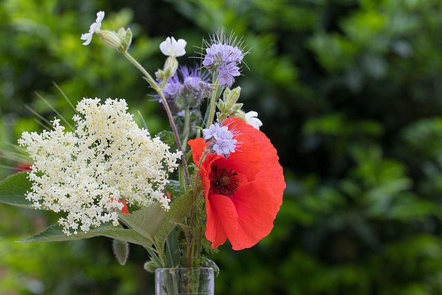 Forårsblomster, Valmue, Blomstre