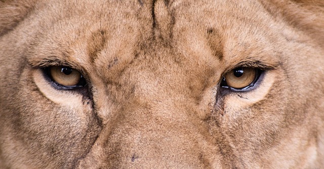 Free Lion Lioness photo and picture