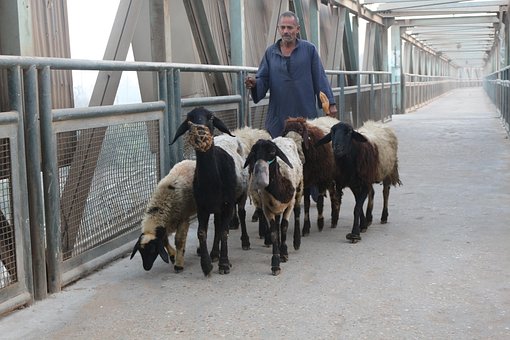 Free Sheep Animals photo and picture
