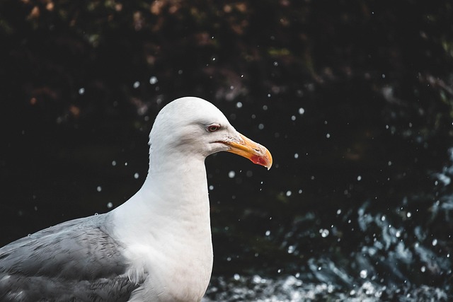 Free Seagull Sea photo and picture