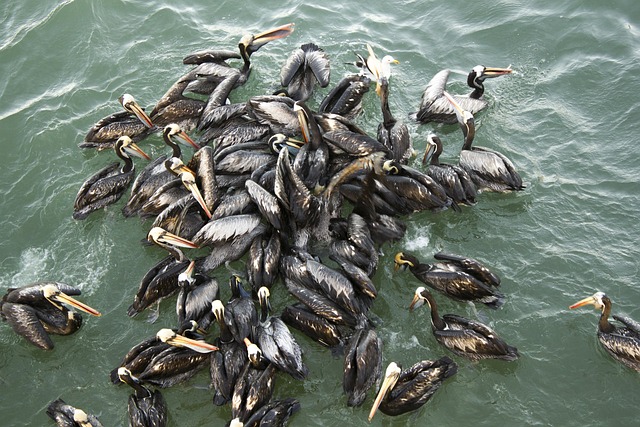 Free Pelicans Sea photo and picture