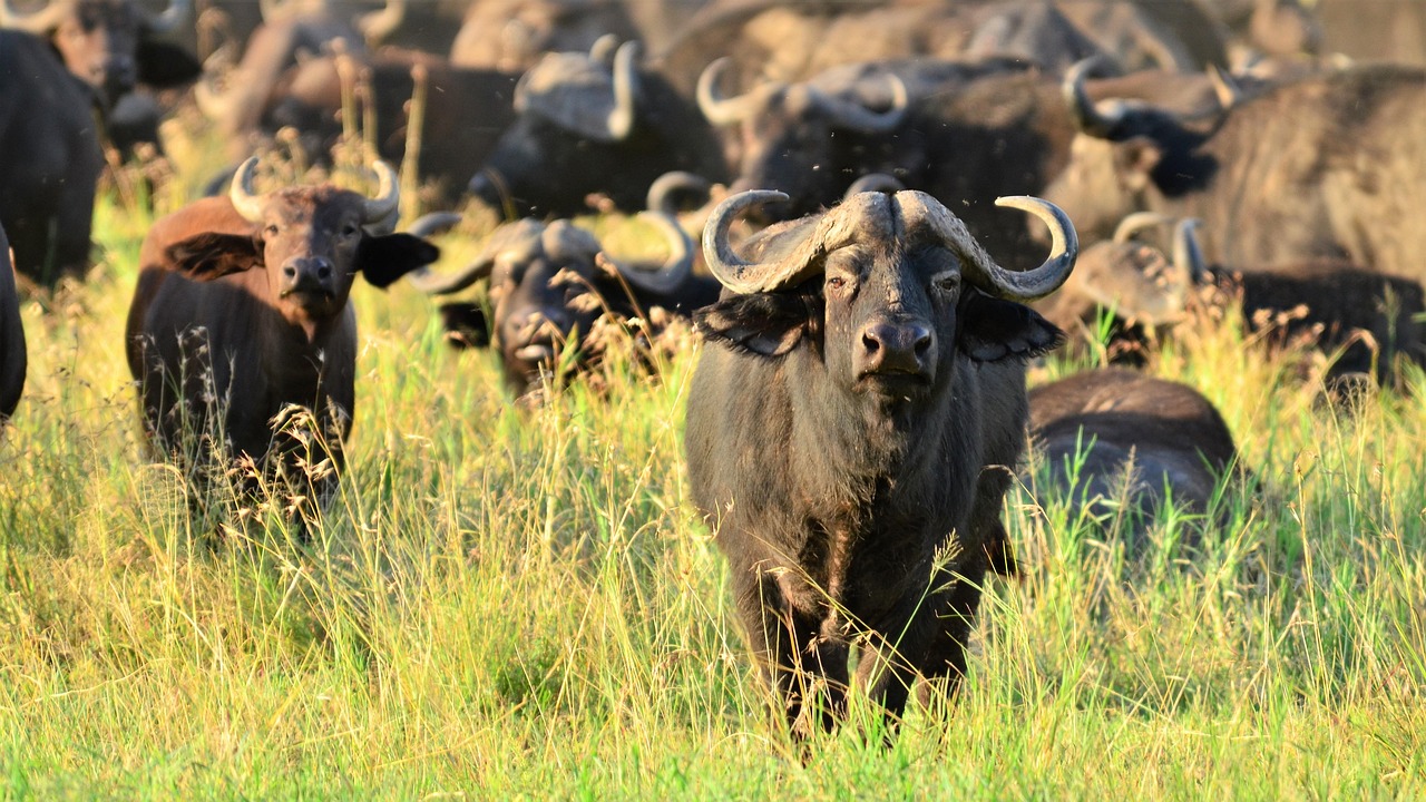 Buffalo - free online jigsaw puzzle photo