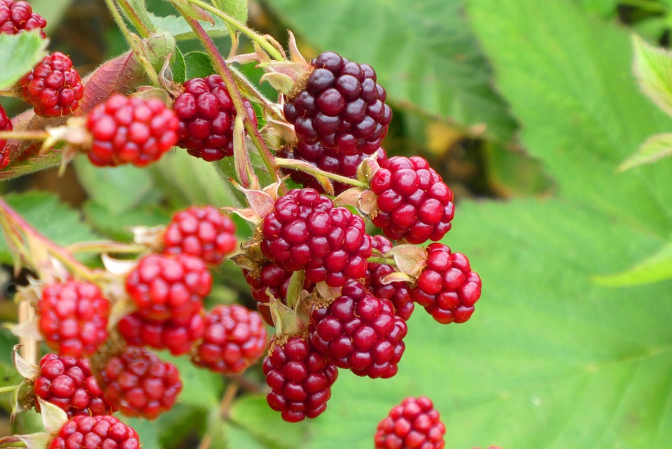 Moras, Maduro, Frutas, Alimentos, Vitaminas, Saludable