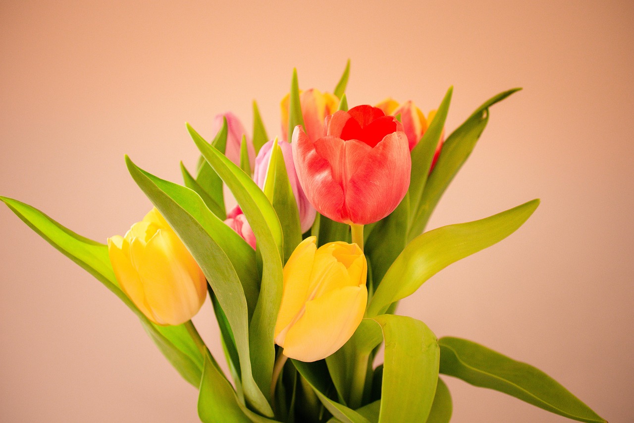 Tulip Flower Tulips Free photo on