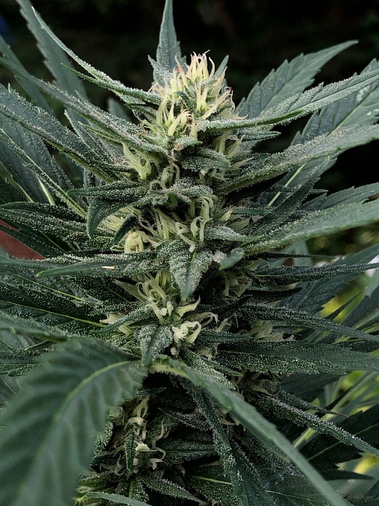 potenciar-los-cultivos-de-marihuana