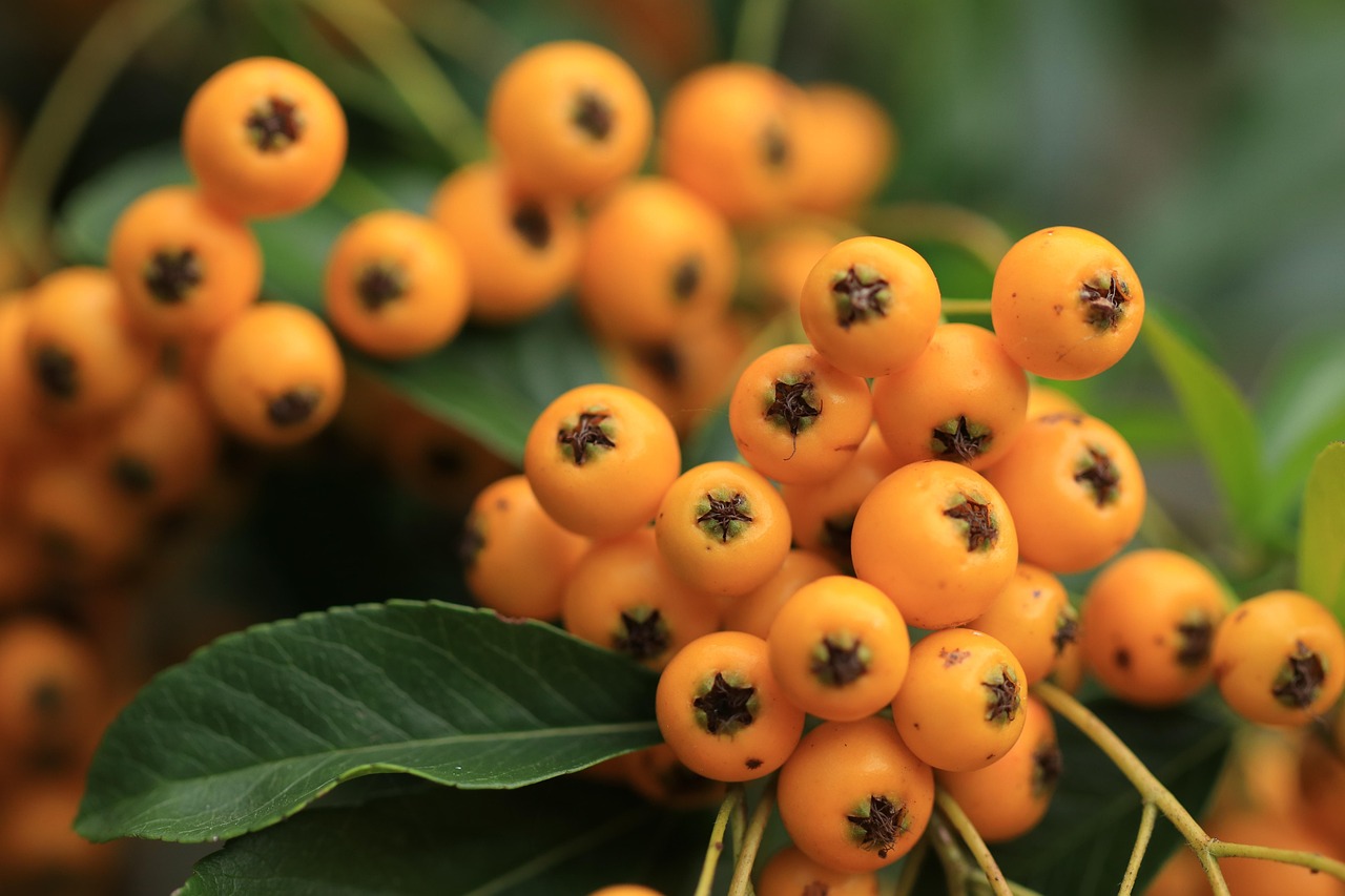 10000 多张免费的“Pyracantha Shrub”和“灌木”照片 - Pixabay