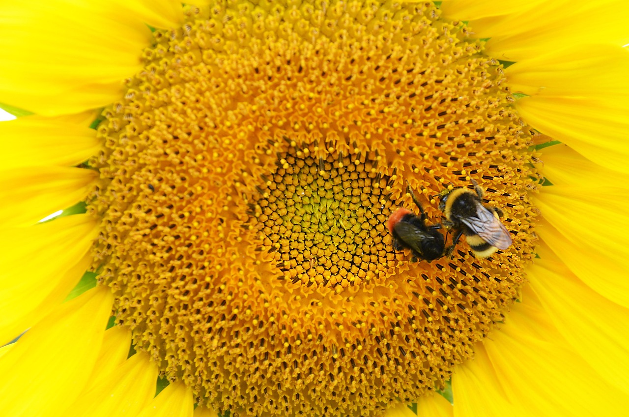 Sunflower Bee Insect - Free photo on Pixabay - Pixabay