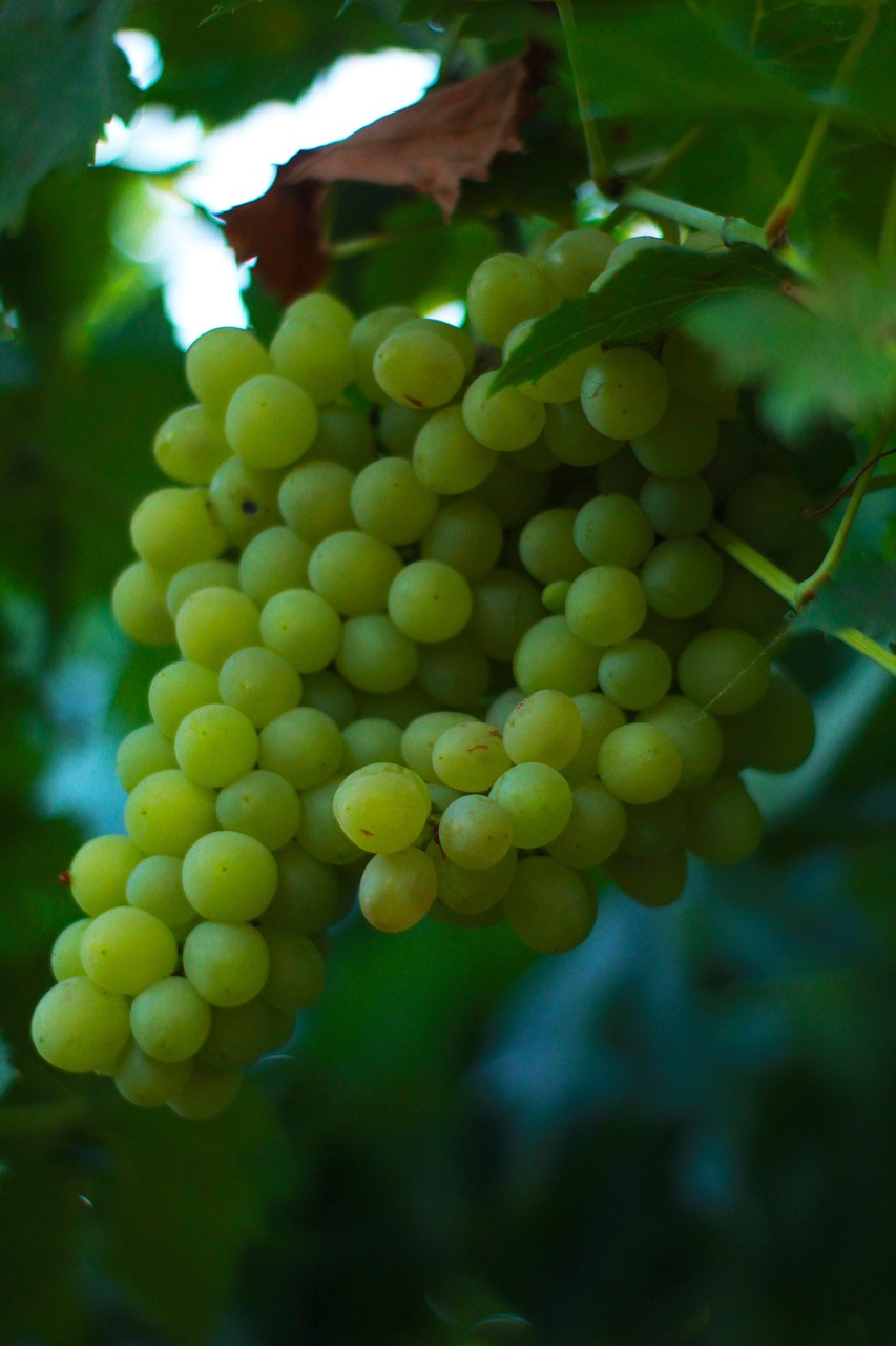 Grape Berry Healthy Free photo on Pixabay Pixabay