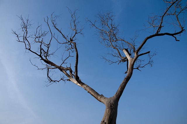 Free Tree Dead photo and picture