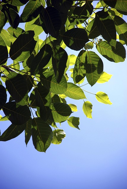 Free Leaf Sky photo and picture