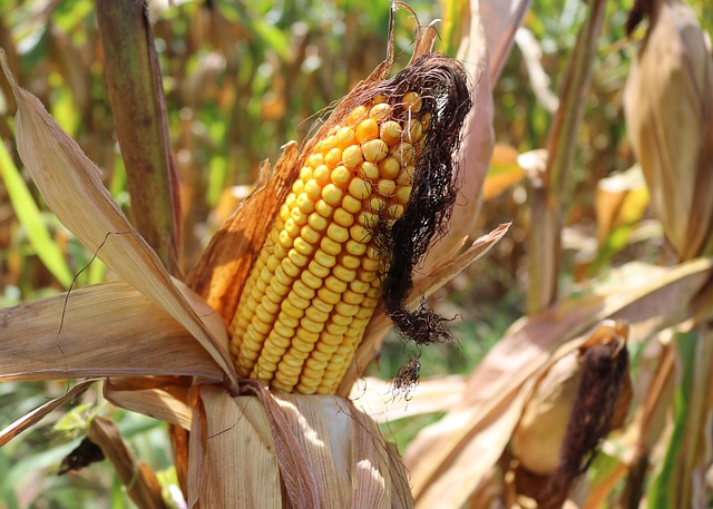 Free Corn Crops photo and picture