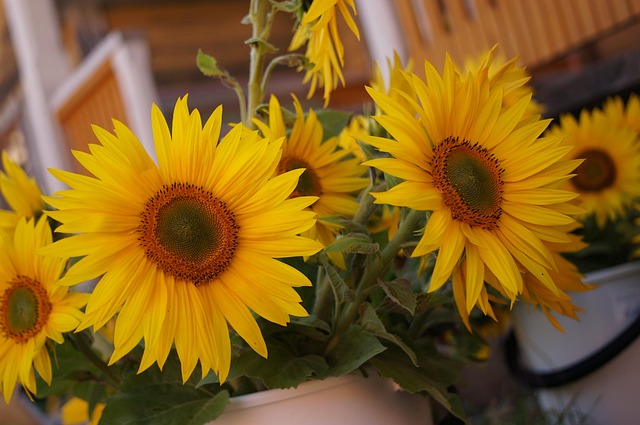 Free Sunflower Flowers photo and picture