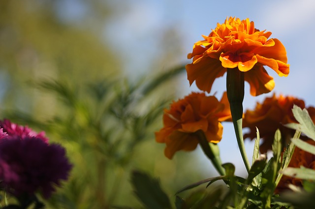 Free Marigold Flowers photo and picture