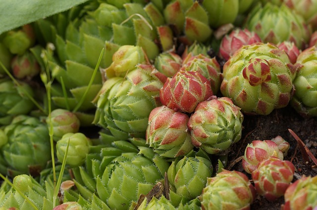 Free Houseleek Sempervivum photo and picture