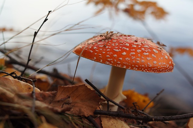 Free Mushroom Amanita photo and picture