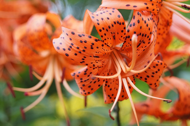 Free Lilies Orange photo and picture