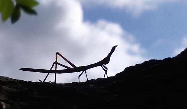 La Bête De La Bite, Insecte