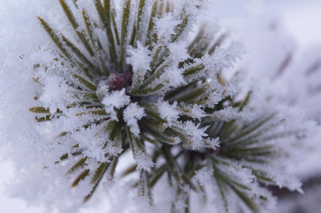 Free Frozen Fir photo and picture