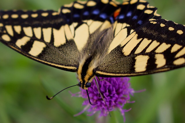 Swallowtail Butterfly Chou Insect - Free photo on Pixabay