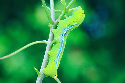 Free Worm Green photo and picture