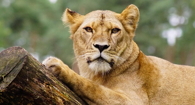 Free Lion Lioness photo and picture