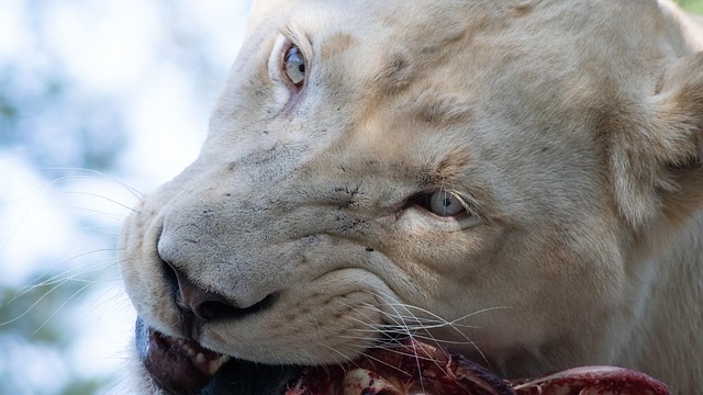 Free Lion Cat photo and picture