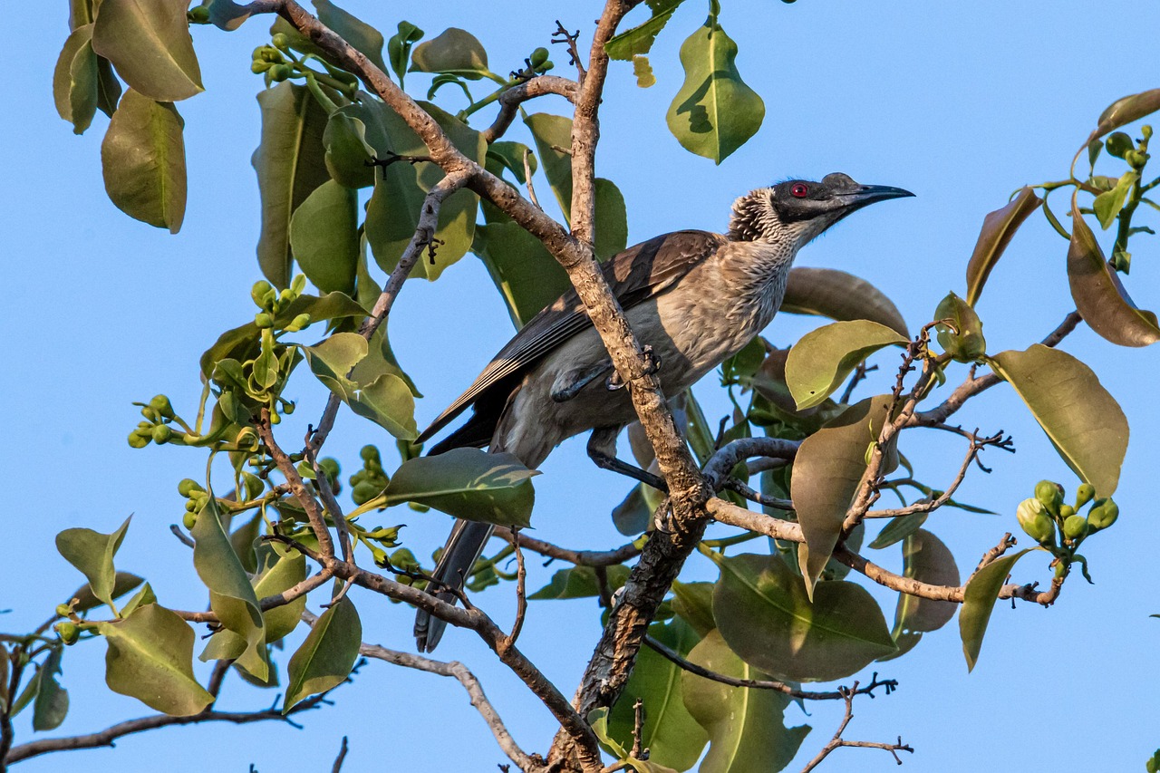 Raptor Wildlife Birds - Free photo on Pixabay - Pixabay