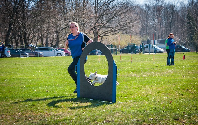 dog sport, sports, tournament dog sports, pet, animal, ths, dog, human, a dog-human team, team, running, run, parcour, obstacles, obstacle career, by jump, leap, hurdle