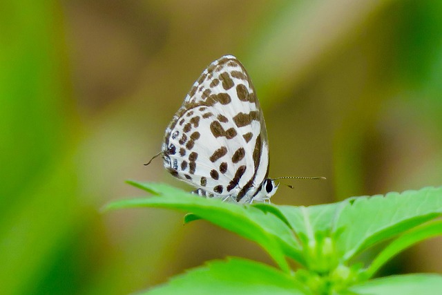 Vlinder, Insect, Plant, Groente