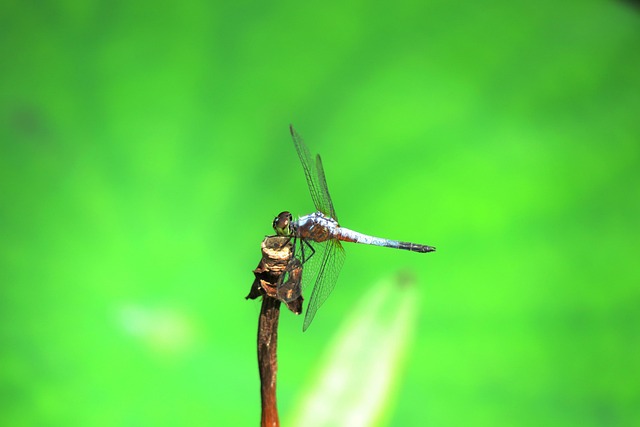 Libel, Insect, Zomer, Blauwe Libel