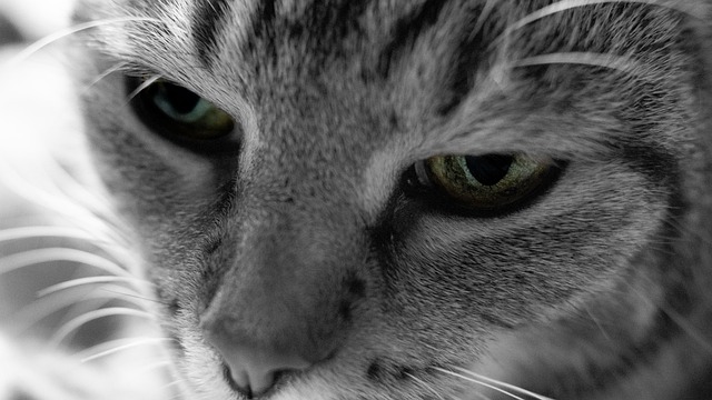 Free Cat Eye photo and picture
