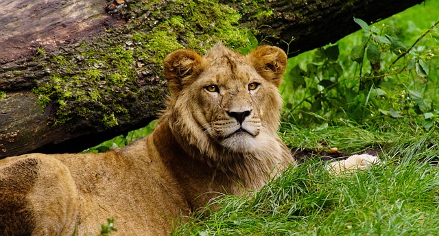Free Lion Cat photo and picture