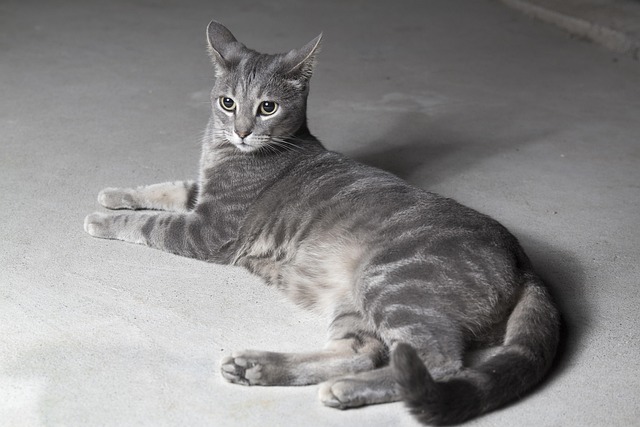 Free Cat Grey photo and picture