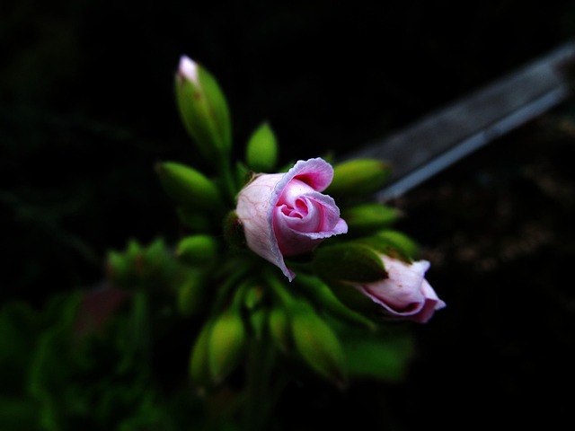 Free Blossom Beautiful Flowers photo and picture