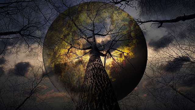 Free Star Tree photo and picture