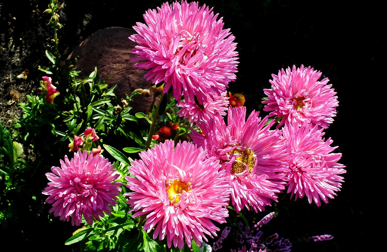 steres Flores Rosa Foto Gratuita No Pixabay Pixabay steres Flores Rosa Foto Gratuita No Pixabay Pixabay