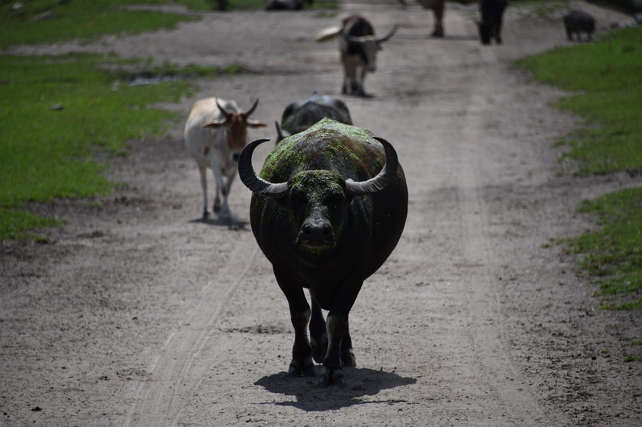 Water Buffalo - free online jigsaw puzzle photo