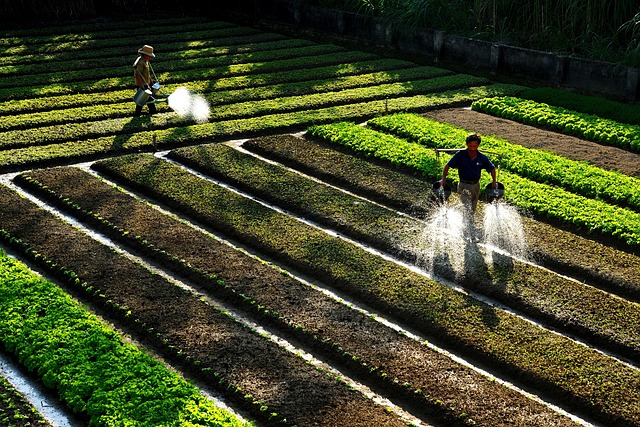 Agricultores, Rega De Hortaliças