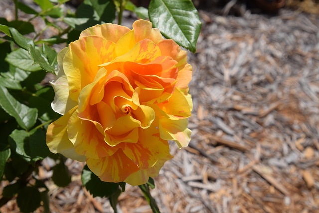 Free Rose Bright Color photo and picture