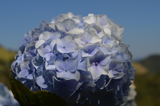 Free Flower Nature photo and picture