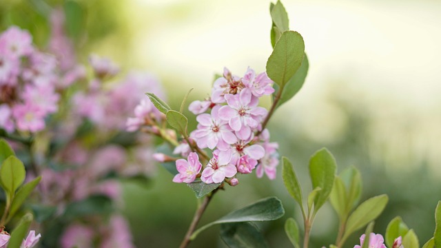 Blomster, Smukke Blomster, Natur