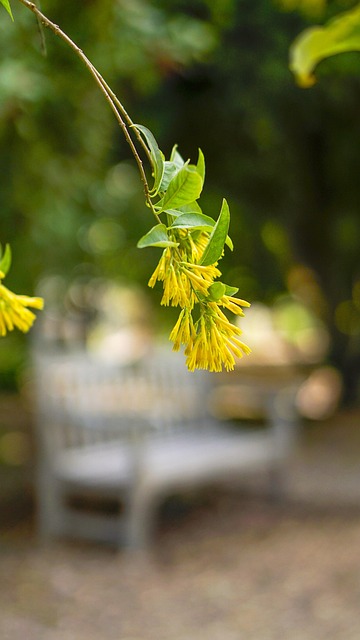 Bænk, Smukke Blomster, Blomst
