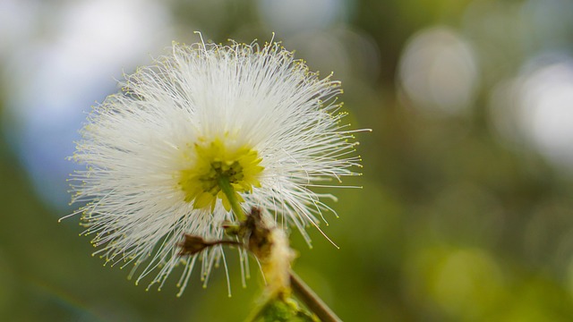 Blomst, Grøn, Natur, Blomstre, Flora