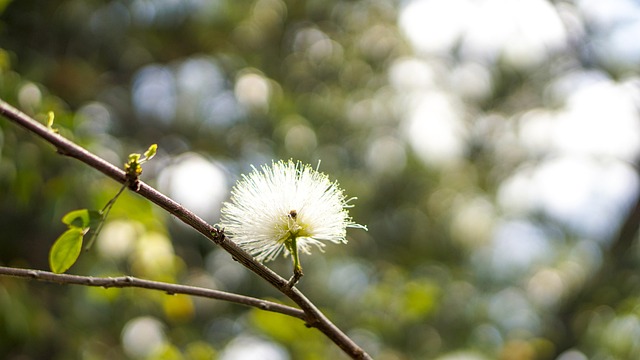 Gren, Blomst, Træ, Blomster, Sæson