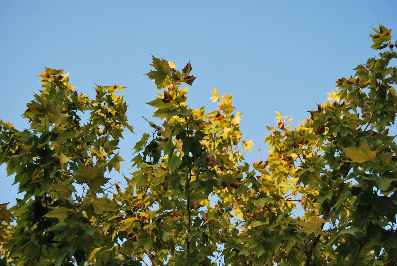 Tree Green Jaén - Free photo on Pixabay